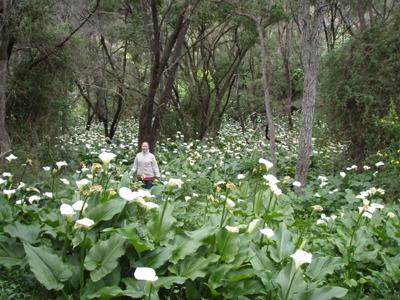 The lillies down south in WA