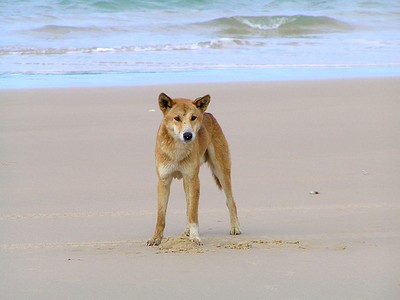 Dingoes could help solve Australia's extinction crisis — if only