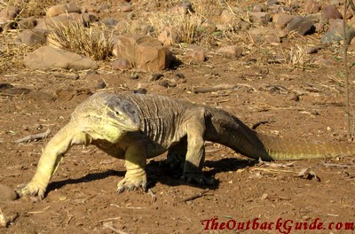 Large Goanna Lizard