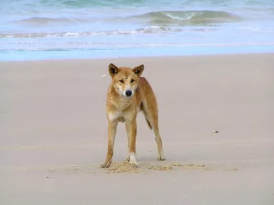 Nearly Extinct: The Pure Dingo