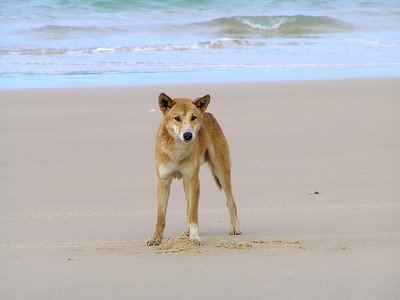 Nearly Extinct: The Pure Dingo