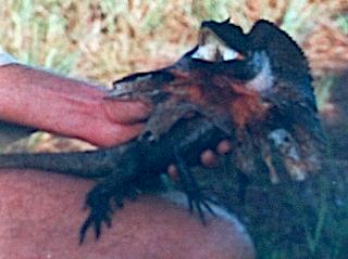 Lizard caught by our Kakadu Safari guide